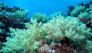 Benin's deep-water reef revived, teeming with life