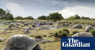 Aldabra Atoll hosts 180,000 giant tortoises, marking historic conservation milestone