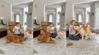 Three Golden Retrievers Join Baby's Storytime in Viral Clip