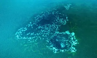 Phosphate Scarcity Triggers Ocean Methane Boom and a Hidden Climate Feedback