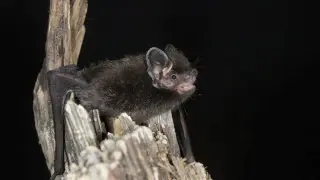 Ontario records first locally acquired rabies death since 1967 after bat encounter