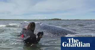 Germany backs costly Timmy rescue as humpback dies after relocation