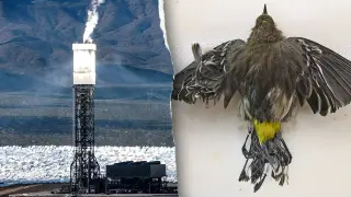Ivanpah Solar Plant Under Fire: Bird Deaths and Daily Gas Burns Challenge Its 'Green' Label