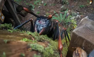 Giant Insects Challenge Oxygen-Size Link, New Study Finds