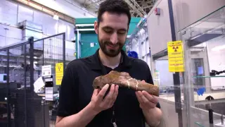 Rib of Scotty the T. rex reveals 66-million-year-old healing wound via neutron imaging