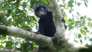 Orange-lipped Colobus monkey discovered in DR Congo as a new species