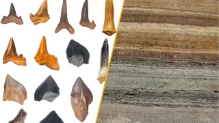 Desert Shark Graveyard Reveals Egypt's Ancient Sea