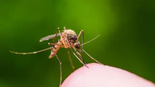 Grant County detects West Nile in mosquitoes, urging bite-prevention measures