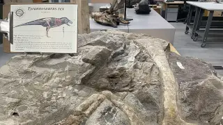 Wyoming Ranch Unearths Rex Jr., Potentially a Landmark T. Rex