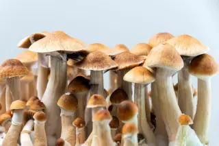 Psilocybin’s Evolutionary Purpose and Distinct Brain Effects Under Scrutiny