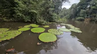 Instagram Selfie Leads to Discovery of Critically Endangered Giant Waterlily in Colombia