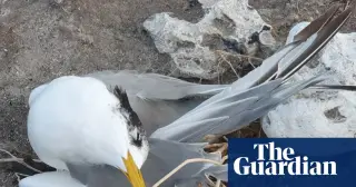 H5 bird flu triggers mass seabird die-offs across South Australia and nearby islands