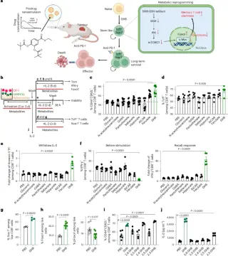 Oral microbial metabolite prodrug reprograms T cells to boost cancer immunotherapy