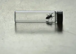 Space spiders set a 100-day microgravity record