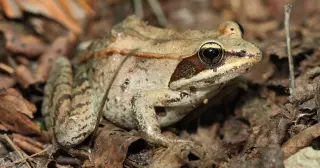 Wood frog’s freeze-thaw trick guides long‑term organ preservation