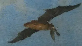 Old master painting hints at bats preying on birds in flight