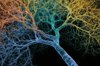 Single Neurons as Deep Learners: Dendrites Endow Human Cognition