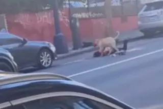 San Francisco Pit Bull Attack Leaves Woman in Critical Condition