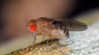 Fruit Fly Study Identifies Lsp2 Protein as Carrier of Early-Life Nutritional Memory