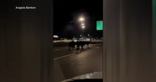 Overpass Collapse in Kansas City Kills 60 Cattle, Sends Survivors Roaming Downtown