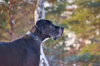 Molecular Clocks Reveal Why Large Dogs Age Faster Than Small Breeds