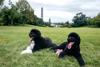 Obama Family Mourns Sunny, Their Loyal Portuguese Water Dog, at 13
