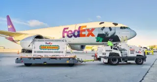 China Sends Pandas Ping Ping and Fu Shuang to Zoo Atlanta in Diplomatic Gesture