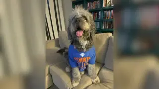 Canoga Park LAPD Bodycam: Officer Shoots Dog During Knicks Celebration