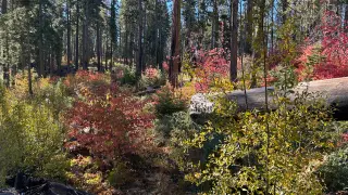 Private road proposal through Yosemite tests park boundaries