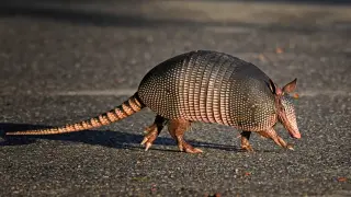 Armadillos Tied to a Resurgence of Leprosy in Florida