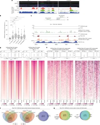 Replication-stress loops shield forks with CTCF and G9a-driven heterochromatin