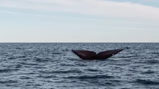 Hidden Depths: Blue Whale Calls May Evade Orcas Over Long Distances