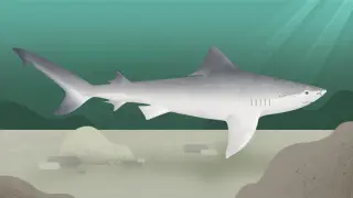 Indonesia hosts possible last stand for critically endangered Ganges shark