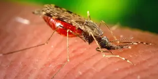 Upper West Side to be Sprayed Overnight to Fight West Nile Virus