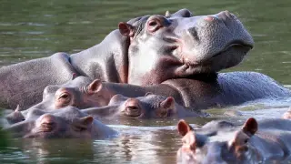 Ambani heir offers haven for Escobar’s hippos, pending approval