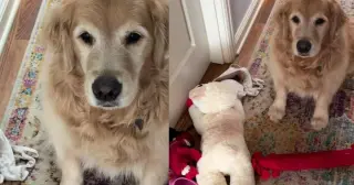 Golden Retriever Delivers Shoe and Bra to Comfort Crying Foster Puppies