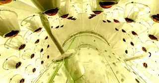 Strange Signal at the World’s Largest Dark Matter Detector Stirs Debate