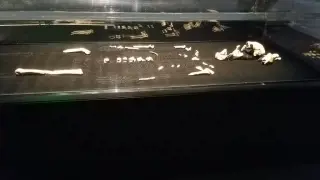 Rising Star Homo naledi Remains All Female, Reshaping Hominin History