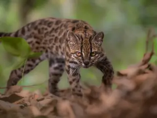 Bolivia uncovers a new tiger cat, Leopardus tilcayo, a century-spanning feline discovery