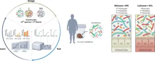 AI-guided design unlocks custom gut microbiomes for targeted health