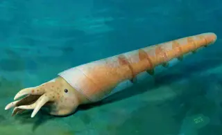 Ancient Chinese Fossil Reveals Earliest Cephalopod Siphuncle, Rewriting Buoyancy Evolution