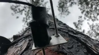 Heat Halts Tree Growth in Summer, Clouding Forests’ Climate Role