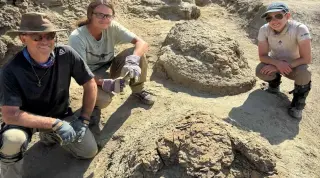 First Adult T. rex Trackway Unearthed in North Dakota