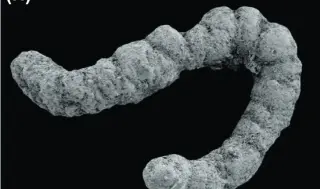 Ancient Poop May Have Powered the Cambrian Explosion