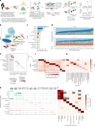 Massive Muscle Genome Map Links 3,500 Disease Signals to Cell-Specific Regulation