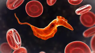 Blood’s ancient lineage traced to single-celled ancestors