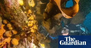 Antarctic Sea Toxins Could Fuel a New Melanoma Drug