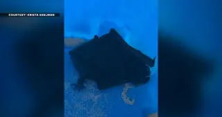 Richmond doctor’s bat-in-mouth scare goes viral as rabies PSA