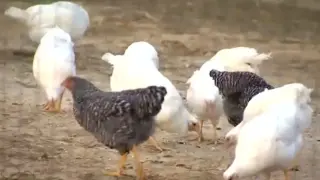 Providence Bird Market Euthanizes 445 Birds After Avian Flu Detected