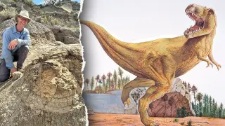 Ancient Tyrannosaurus Trail Found in North Dakota: First Known Adult Trackway Revealed